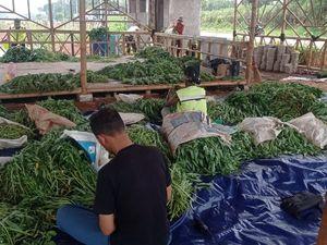 Panen Kangkung di Lahan Bomang, Pemkab Bogor Perkuat Ketahanan