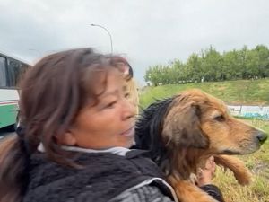 Video: Perjuangan Morocho Si Anjing Jalanan kala Terseret Derasnya Arus Sungai