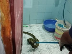 Teror Ular Sanca di Kamar Mandi Warga Ciamis