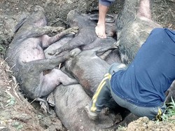 29 Babi di Toraja Utara Mati Mendadak Diduga Kena Virus ASF