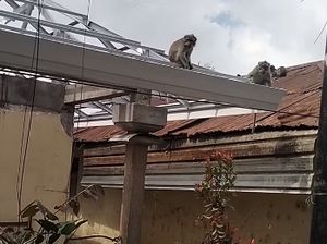 Siswa SDN 2 Wanagiri Buleleng Luka-luka Diserang Monyet di Sekolah