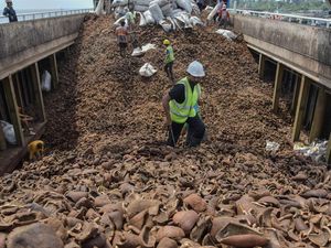 Target Produksi Kopra Indonesia Tembus 2,86 Juta Ton pada 2028