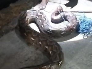 Ngeri Lihat Piton 9 Meter di Tepi Jalan, Warga Langsung Tebas dengan Parang
