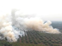 Karhutla Kobar Tak Kunjung Reda, Bupati Minta Pelaku Pembakaran Ditindak
