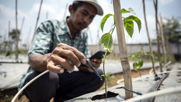 Penerapan Teknologi IoT untuk Pertanian di Semarang
