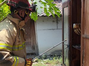 Koloni Lebah Hutan Ngumpet di Lemari, Bocah 6 Tahun Jadi Korban
