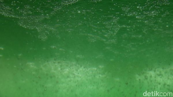 Teknologi Mikroalga BRIN Serap 5,5 Ton CO2 Setahun