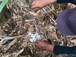 Sarang King Kobra Berisi 23 Telur Ditemukan di Jegu Tabanan