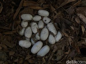 Heboh 23 Telur King Cobra Siap Menetas di Tabanan, Induknya Belum Ketemu