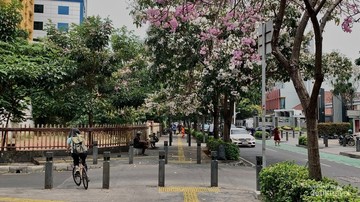 Pesona Bunga Tabebuya Mekar di Cikini Hadirkan Nuansa Negeri Sakura