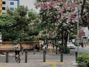 Vibes Jepang, Cantiknya Bunga Tabebuya Hiasi Kawasan Cikini