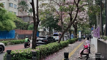 Pesona Bunga Tabebuya Cikini Ubah Trotoar Jakarta Serupa Musim Semi Luar Negeri