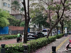 Bunga Tabebuya di Cikini Bikin Jatuh Hati Pejalan Kaki