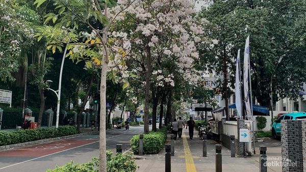 Tak Perlu ke Luar Negeri, Bunga Tabebuya Bersemi di Cikini Bikin Jatuh Hati