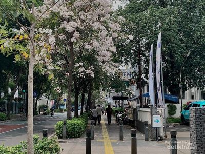 Tak Perlu ke Luar Negeri, Bunga Tabebuya Bersemi di Cikini Bikin Jatuh Hati