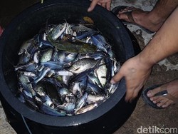Wanti-wanti Pakar ITS Bahaya Konsumsi Ikan Mabuk