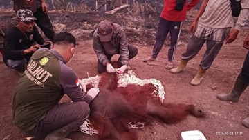 Karhutla Meluas di Kalteng, Orang Utan 56 Kg Alami Luka di Tangan dan Kaki