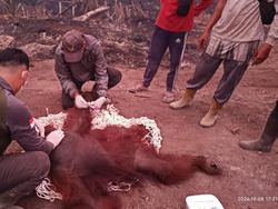 Orang Utan Terancam Karhutla: Ada yang Terluka hingga Terserang ISPA