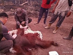 Karhutla Meluas di Kalteng, Orang Utan 56 Kg Alami Luka di Tangan dan Kaki