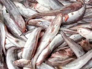 Ikan Nila Hingga Caviar Masuk List Seafood Red Flag Menurut Chef