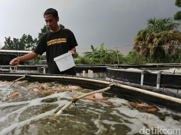 Tinggalkan Status Karyawan, Kini Tekuni Bisnis Budidaya Ikan Nila