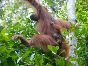Induk Orangutan Kalimantan Ternyata Carikan Teman Main untuk Anaknya