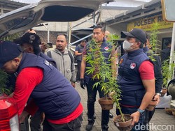Benih Pohon Ganja di Rooftop Warga Bandung Berasal dari California