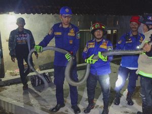 Malam Mendebarkan Warga Kuningan Saat King Kobra Menyusup ke Kandang Ayam
