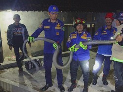Kobra Berdiri di Jok Motor, Warga Kuningan Geger