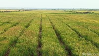Korea Bidik Proyek Irigasi 750.000 Hektare Lahan Pertanian di Merauke
