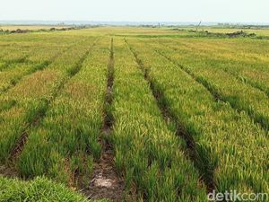 Korea Bidik Proyek Irigasi 750.000 Hektare Lahan Pertanian di Merauke