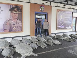 22 Penyu Hijau Ditemukan Hidup di Perahu, Pelaku Penyelundupan Kabur