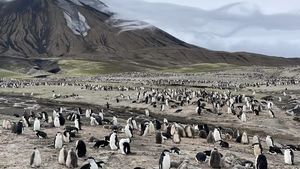 Pulau Ini Dulu Dipenuhi 600 Ribu Penguin, Kini Menyusut