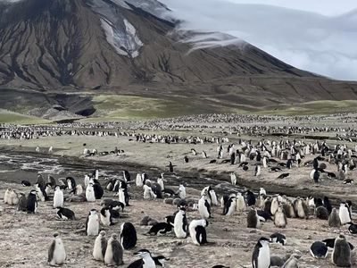 Pulau Ini Dulu Dipenuhi 600 Ribu Penguin, Kini Menyusut