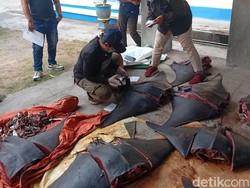 Satpolairud Jembrana Sita 11 Pari Mobula Mati, 3 Orang Ditangkap