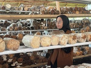 Cerita Aisyah, Sarjana Pendidikan yang Pilih Bisnis Jamur