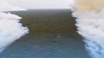 Asap Tebal Hambat Water Bombing, Relawan Tanjung Puting Akui Kewalahan