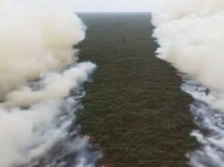 Viral Asap Karhutla TN Tanjung Puting Berhadapan, BNPB Ungkap Kendala Pemadaman