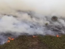 2.830 Hektare Lahan di Kobar Hangus, Warga Kehilangan Mata Pencaharian