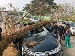 Pohon Tumbang Timpa Mobil HR-V di Barru, 3 Orang Terluka