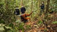 46 Orang Utan Diselamatkan dari Kebakaran di Kalbar, 8 Kembali ke Hutan