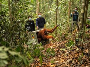 46 Orang Utan Diselamatkan dari Kebakaran di Kalbar, 8 Kembali ke Hutan