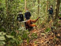 8 Orang Utan Korban Karhutla Dilepasliarkan, Habitat Masih Terancam