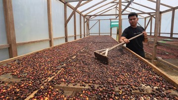 Kisah Ketangguhan Petani Gayo Lues Memulihkan Bisnis Kopi Usai Terjangkau Banjir