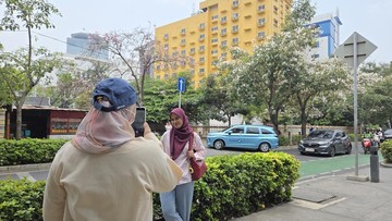 Pohon Tabebuya di Cikini Mekar Sempurna, Atmosfer Ibu Kota Berubah Mirip Musim Semi Negeri Ginseng
