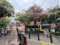 Gembiranya Warga Bisa Foto-foto ala Korea di Cikini Saat Tabebuya Berbunga