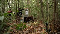 Induk-Anak Orangutan Korban Karhutla Dilepasliarkan di Hutan Kalbar