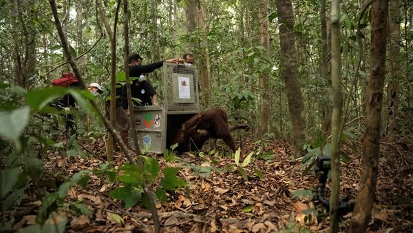 Induk-Anak Orangutan Korban Karhutla Dilepasliarkan di Hutan Kalbar