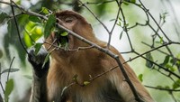 Potret Nasib Bekantan-Orang Utan di Tengah Karhutla Kalimantan