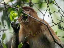 Potret Nasib Bekantan-Orang Utan di Tengah Karhutla Kalimantan
